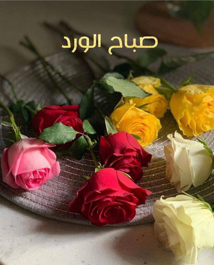 APPP66f's tweet photo. @9I99J صباح الورد 🌹صباحي انت♥️ https://t.co/d1njPcEIHl