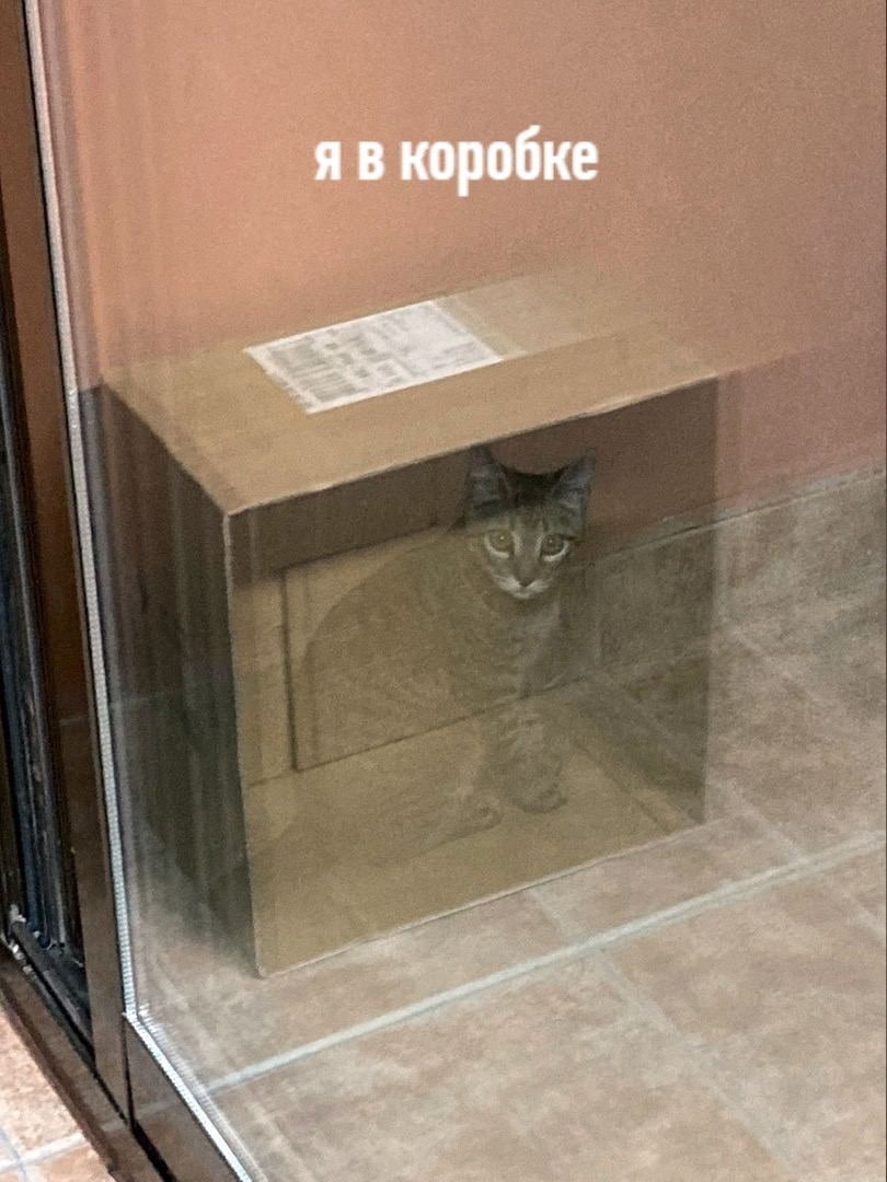 Gribanov's tweet photo. Кот Шрёдингера в суперпозиции https://t.co/Xi8vcBobAb