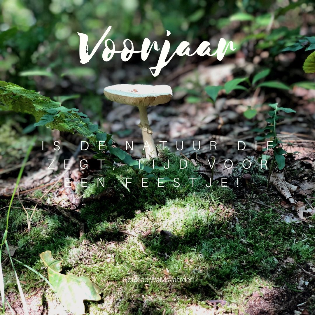 Feestje!💙
.
.
#voorjaar #terschelling