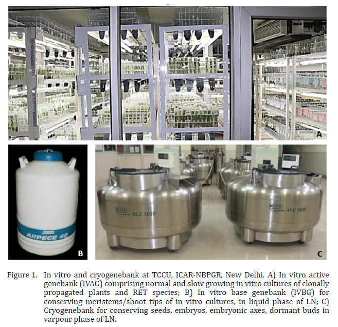 INbpgr's tweet photo. Since inception in 1986 Tissue Culture &amp; Cryopreservation Unit at @INbpgr pioneered development of micropropagation, in vitro conservation &amp; cryopreservation protocols &amp; applying them for in vitro genebanking (1,927 accessions, 38K cultures) &amp; cryo-genebanking (12K accessions). https://t.co/CnzyCafbOl