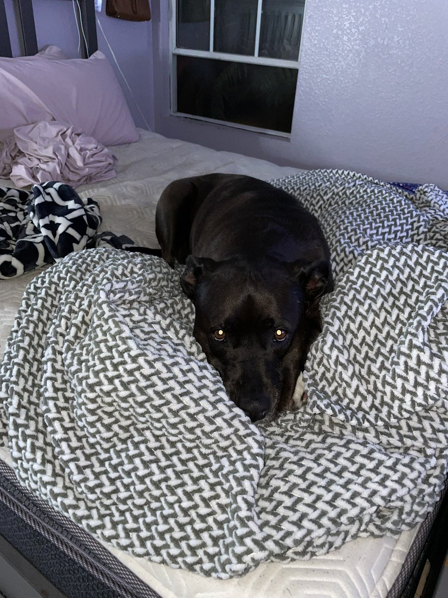ms.molly wanted to lay down on some fresh out the dryer sheets but like how can i say no to her 🥹🥰💜💛