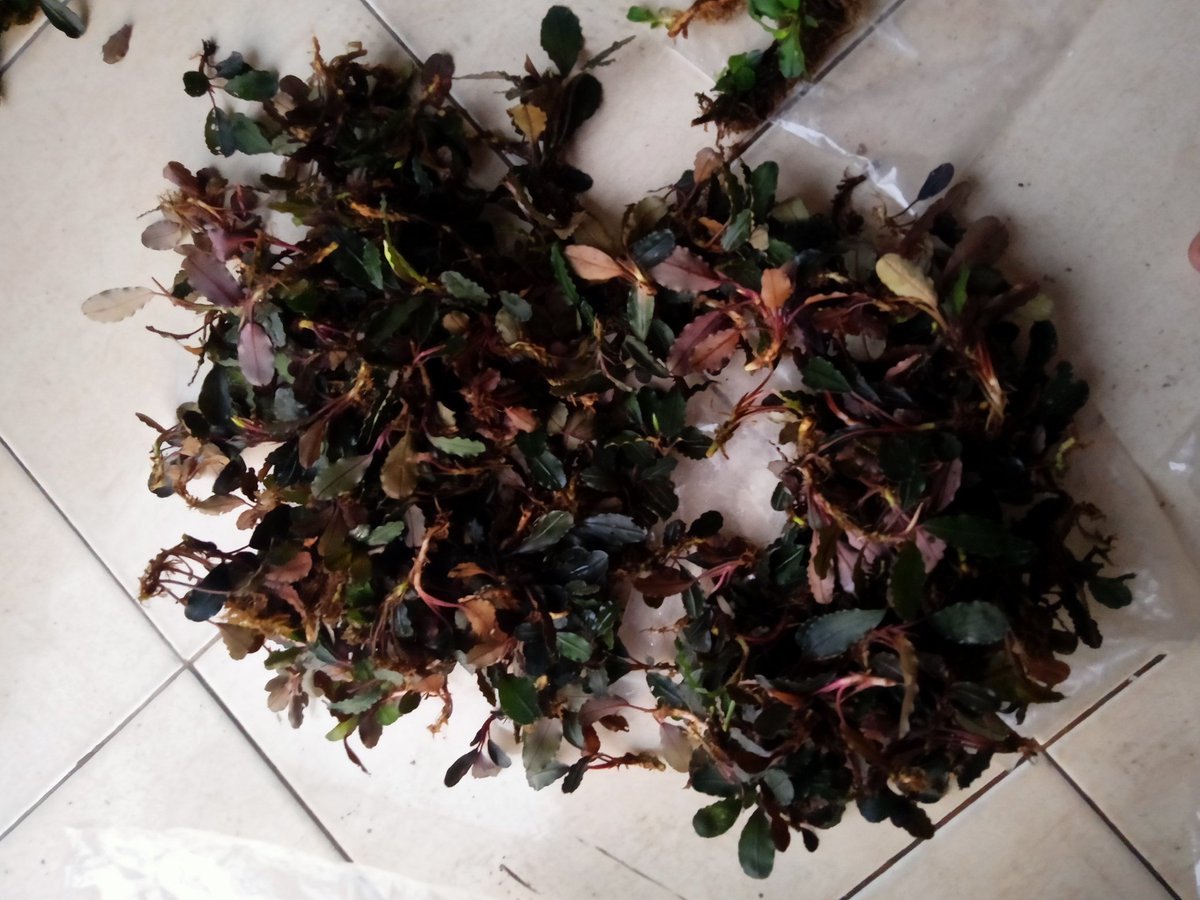 Linus24709044's tweet photo. Buce Phalandara mini, phantom, Variegated https://t.co/afUDUDQB6f