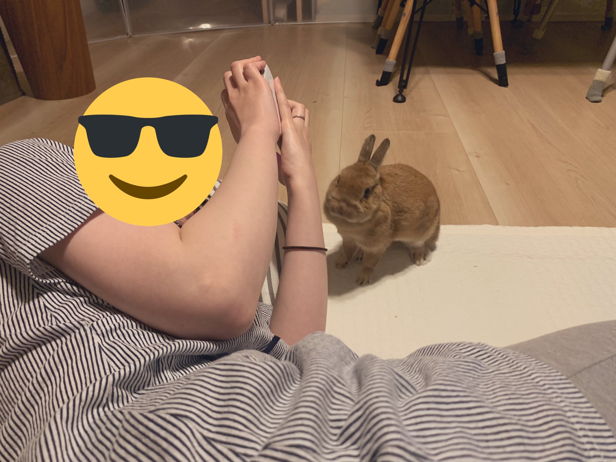 うさぎと暮らしと 鼻でツンツンしたらおやつ貰えるもふもふ T Co Xuuvt2lv7b Twitter