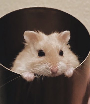 peek a jinnie 🐹