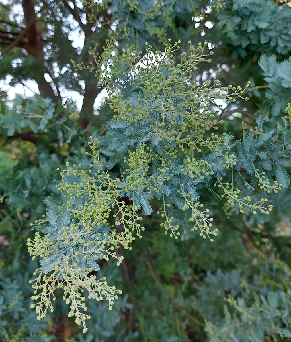 GabyLynch9's tweet photo. Planted this tree 3 years ago. Wish we'd planted 4 of them! Will flower for the first time soon ππππ³ #Acacia #TerrificTrees https://t.co/lkizGGlyoM