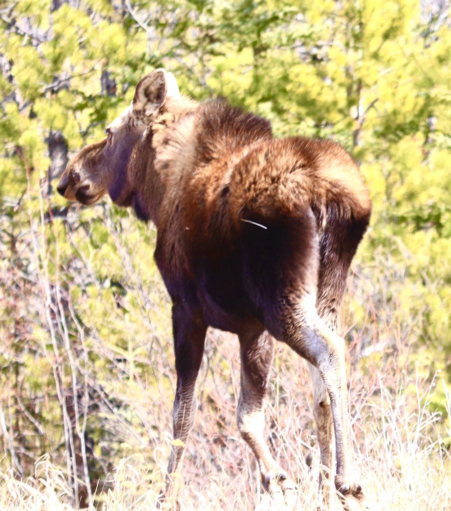 fryed's tweet image. Watch for moose!

So many on the roads south of Marsh Lake, Yukon today!

#yukon #moose #yukonspring #wildlife