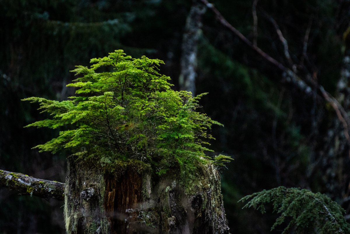 Nurse stump. Lakelse Lake Provincial Park British Columbia, back on March 4 of this year.