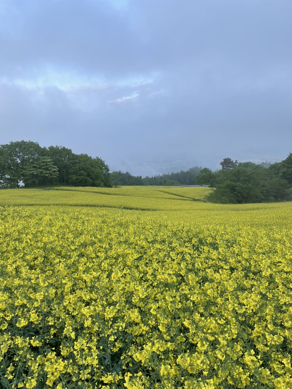 三ノ倉スキー場情報 5月23日 三ノ倉高原より 菜の花フェスタ最終 花もこうべを垂れて残念そう 主催市担当 各種関係者御来場の皆さま有難うございました 昨日のイベント でしたが 明日より に向け作業よろしくお願いいたします 三ノ倉高原 三ノ倉スキー場情報 5月23日 三ノ倉高原より 菜の花フェスタ最終 花もこうべを垂れて残念そう 主催市担当 各種関係者御来場の皆さま有難うございました 昨日のイベント でしたが 明日より に向け作業よろしくお願いいたします 三ノ倉高原