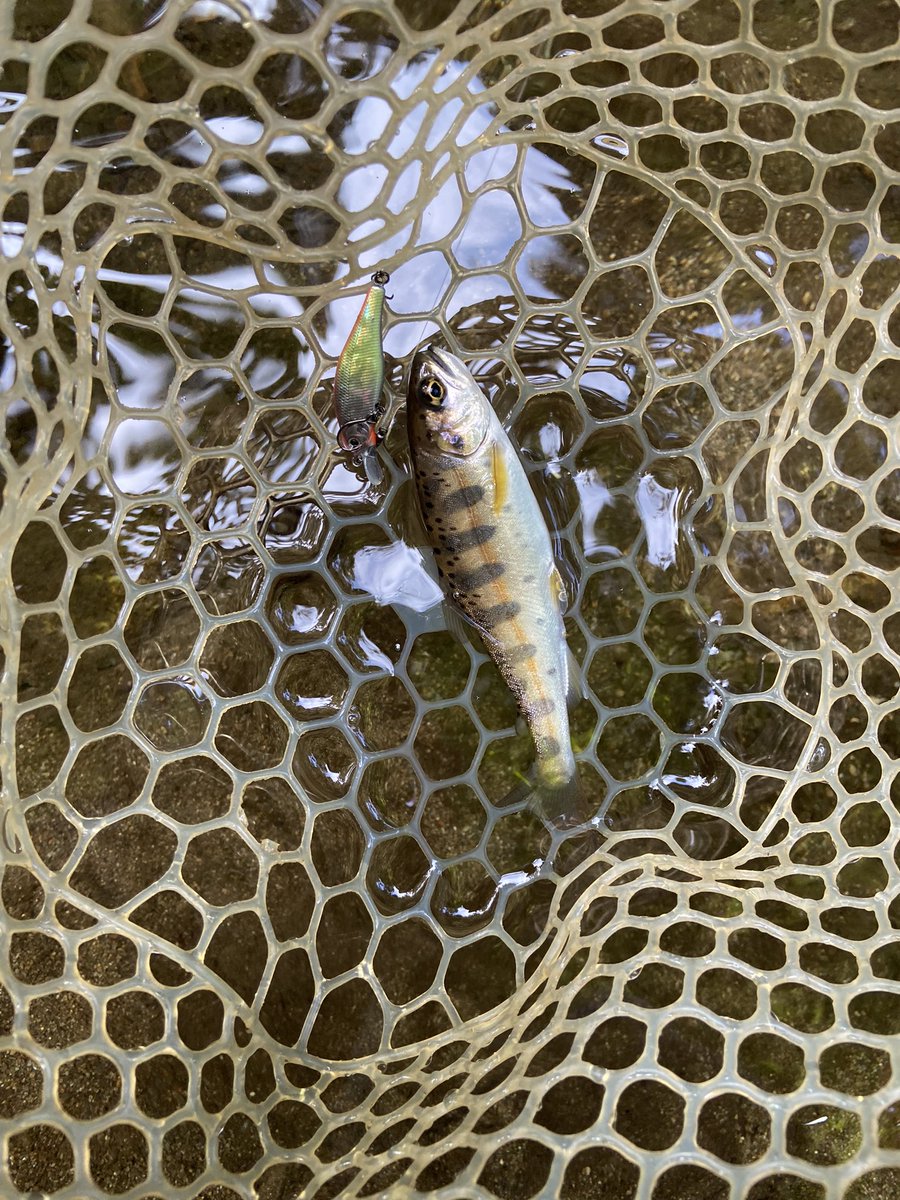 kps_mon's tweet photo. スモール釣って、ラージ釣って、ヤマメを釣りました🎣 https://t.co/EbgUnwlNVs