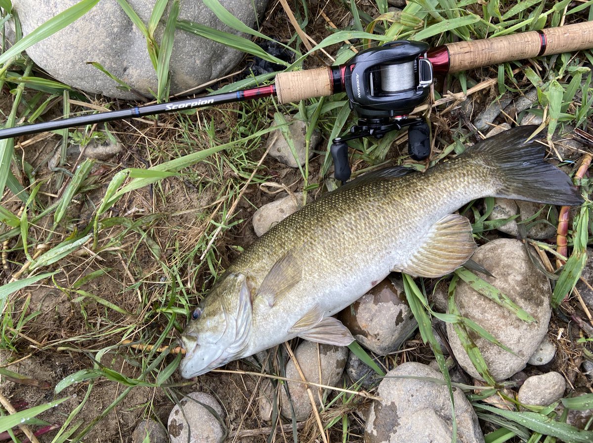 kps_mon's tweet photo. スモール釣って、ラージ釣って、ヤマメを釣りました🎣 https://t.co/EbgUnwlNVs