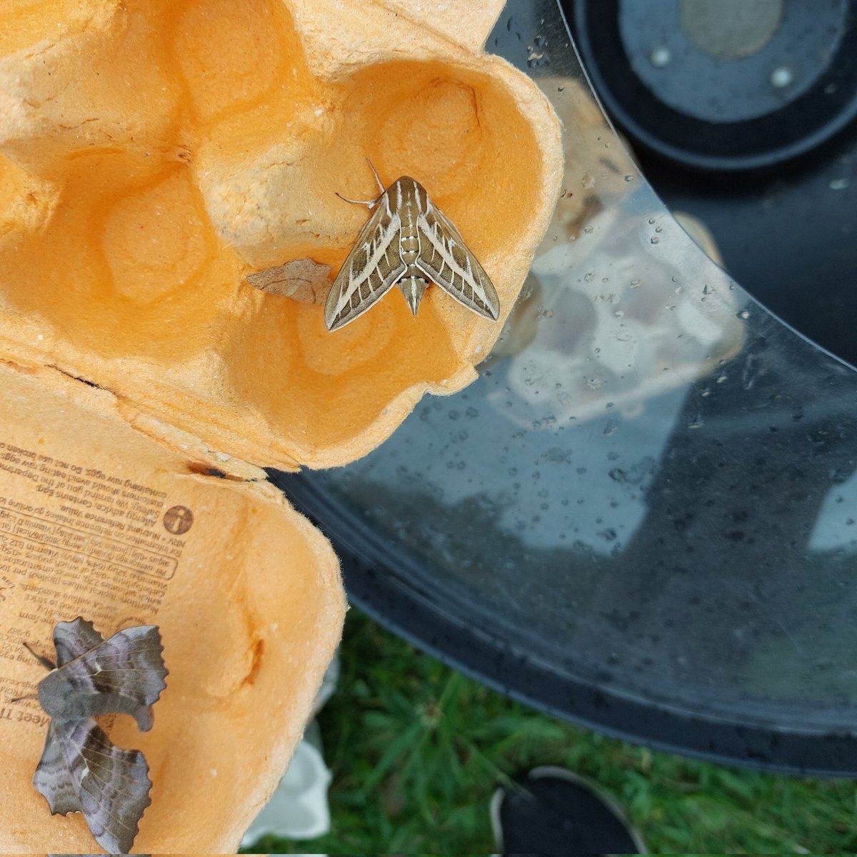 Hayley Jones tweet media