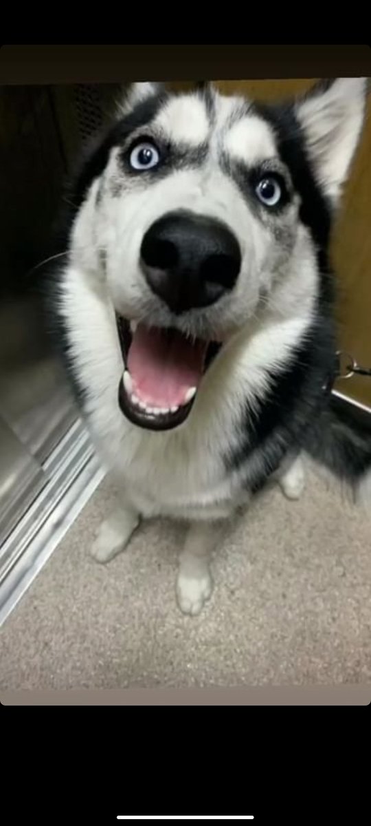 __faraco's tweet photo. Os presento a perra, se llama aika pero yo la llamo perra, es la más simpática del mundo, dadle amor que se merece todo el amor del mundo❤️ https://t.co/6b4EuCRJ2k