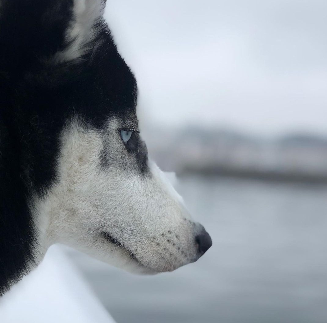 __faraco's tweet photo. Os presento a perra, se llama aika pero yo la llamo perra, es la más simpática del mundo, dadle amor que se merece todo el amor del mundo❤️ https://t.co/6b4EuCRJ2k
