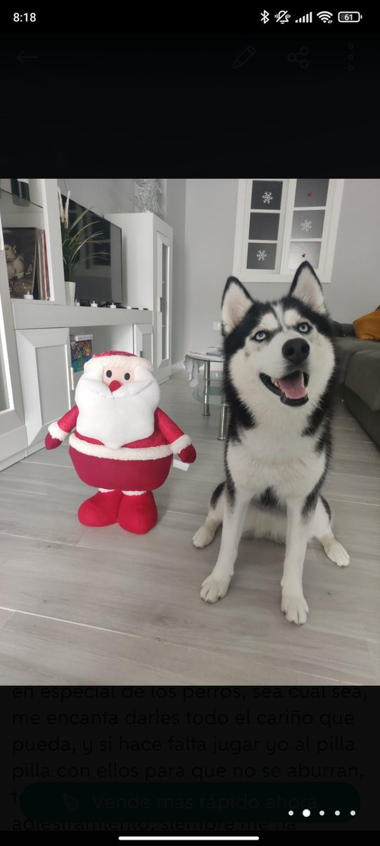 __faraco's tweet photo. Os presento a perra, se llama aika pero yo la llamo perra, es la más simpática del mundo, dadle amor que se merece todo el amor del mundo❤️ https://t.co/6b4EuCRJ2k