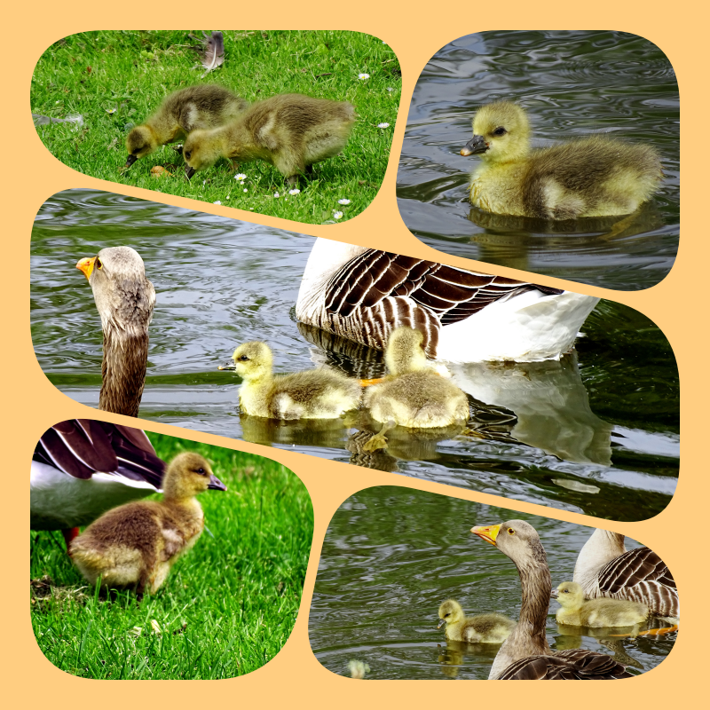 CCommijs's tweet photo. Kleine Grauwe #Gansjes https://t.co/OeJSUd3NDH