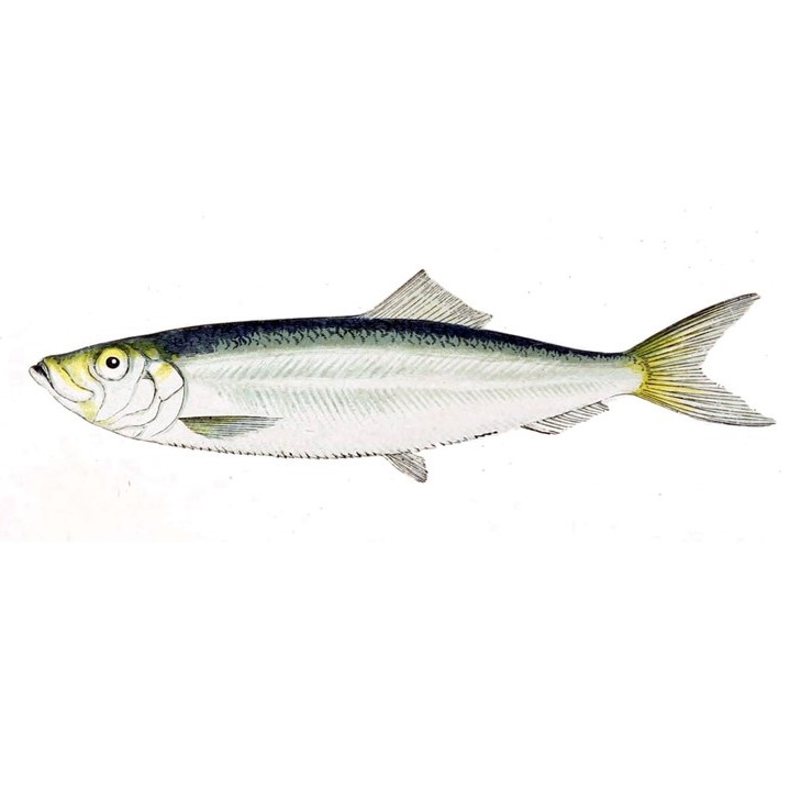 DanJSteadman's tweet photo. As with sandeel, a chance this week for @defra, @eu_mare + @fiskeridir to protect a small, mighty fish key to marine foodwebs - the North Sea sprat - by setting catch limits w/ precaution &amp; insisting future advice incorporates predator needs + ecosystem interactions #MakeEBFMWork https://t.co/kLwlZbgS5q
