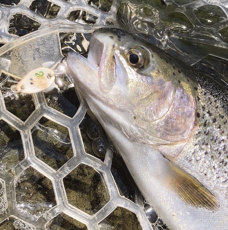 お遊び🎣が通用するのか？？？ 🐟🐟🐟🐟🐟🐟🐟🐟🐟🐟🐟 マグロにウニにアサリの酒蒸し…❣️ いくらは 目の前でバラしたぁ ( •̥ࡇ•̥ )💦 ニジマスさん… 結構いける口ですねぇ😂🍣