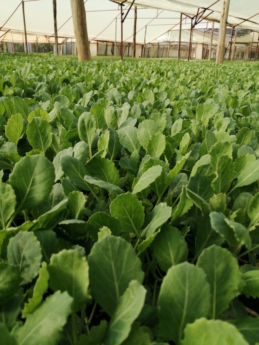 To be a farmer is to be a student forever, for each day brings something new. Happy Monday Farmers. <a href="/ndakaripa/">Ndakaripa Hungwe🌻</a> <a href="/ChembelaJustice/">Justice Chembela</a> <a href="/mucharedzeyi/">Mudumenwemari..Int'l</a> <a href="/agribusiness110/">agribusiness1.</a> <a href="/PoteDior/">Dior Pote</a> <a href="/CelinaHatidani/">Mudhumeni Wabantu:</a> <a href="/PhiriDivah/">Divah Phiri</a> <a href="/MpondaSabinus/">Mponda</a> <a href="/MukuvariKaroi/">Mukudzvova Farm Produce</a> @agronmybae <a href="/yofavagronomist/">🦄 Agronomybae -IPM Queen👸</a> <a href="/LizBenjie/">Liz</a> <a href="/Madanzit/">Tendai_Madhanzi🐘🐘🐘</a>