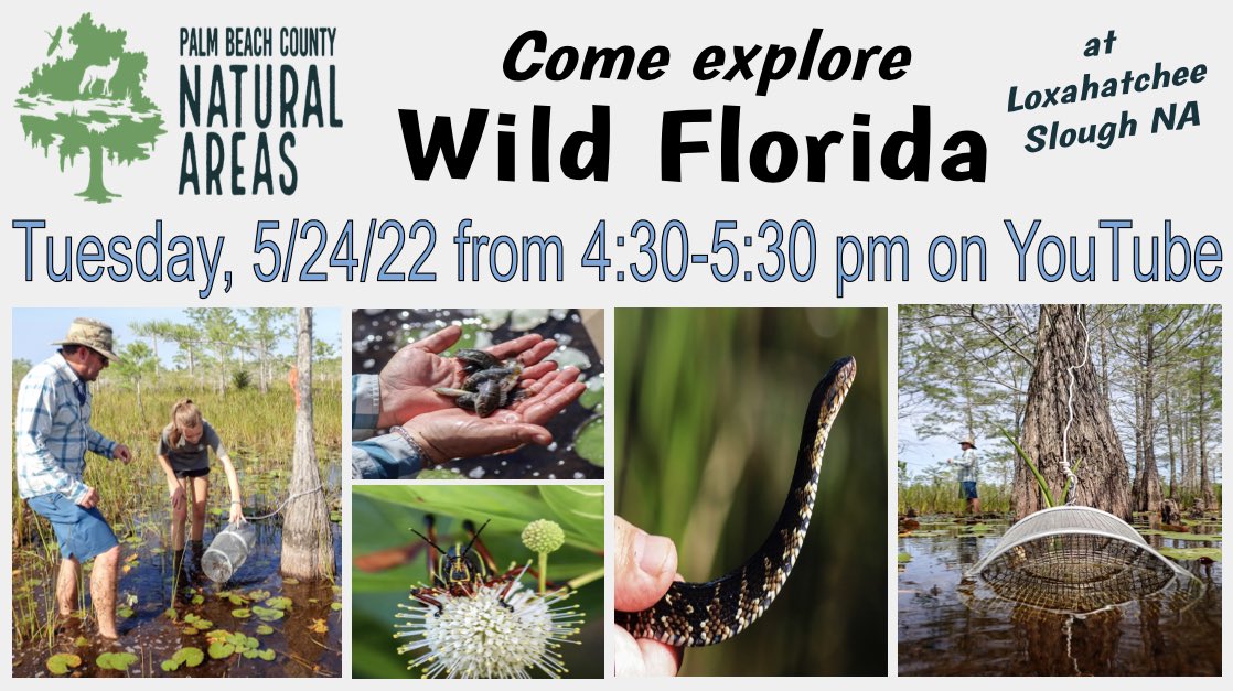 STEMagillPSMS's tweet photo. Who’s ready @pbcsd for the last #explorewithERM virtual FT of this school year?!  Come join us tomorrow, Tues 5/24 @ 4:30 to explore wild FL at Loxahatchee Slough NA: https://t.co/UpEnAuhat4. Hope to see you there!! @PBCSDScience https://t.co/ApbejzPYYm