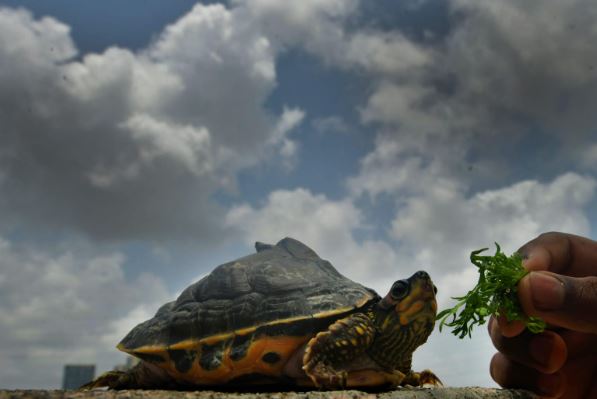 TOIMumbai's tweet photo. A turtle spotted at Sion amid the beautiful pre-monsoon sky clouds on occasion of #WorldTurtleDay in #Mumbai on Monday. https://t.co/m7kjqZNBVZ