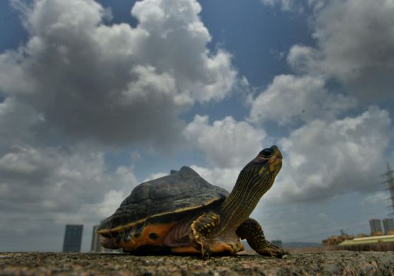 TOIMumbai's tweet photo. A turtle spotted at Sion amid the beautiful pre-monsoon sky clouds on occasion of #WorldTurtleDay in #Mumbai on Monday. https://t.co/m7kjqZNBVZ