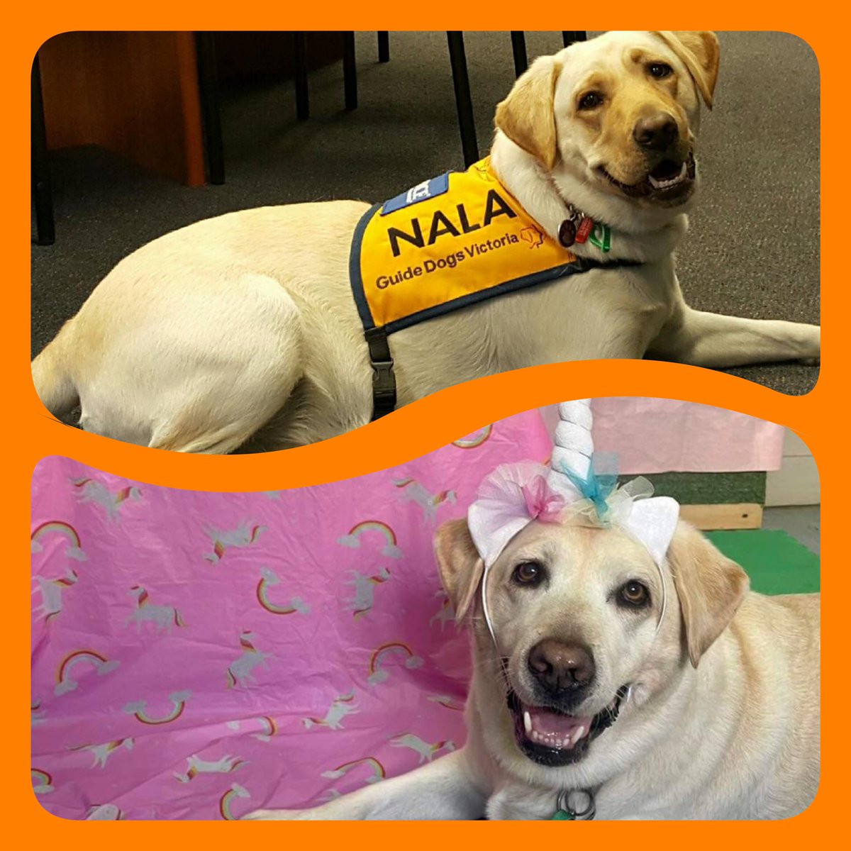 CraigOndarchie's tweet photo. Happy 8th birthday to wonderful @GuideDogsAUS Ambassadog Nala. She still works each day teaching Australians that #GuideDogsCanGoAnywhere ๐โค๏ธ๐ฆฎ๐พ๐พ https://t.co/9JtV2PEr7f