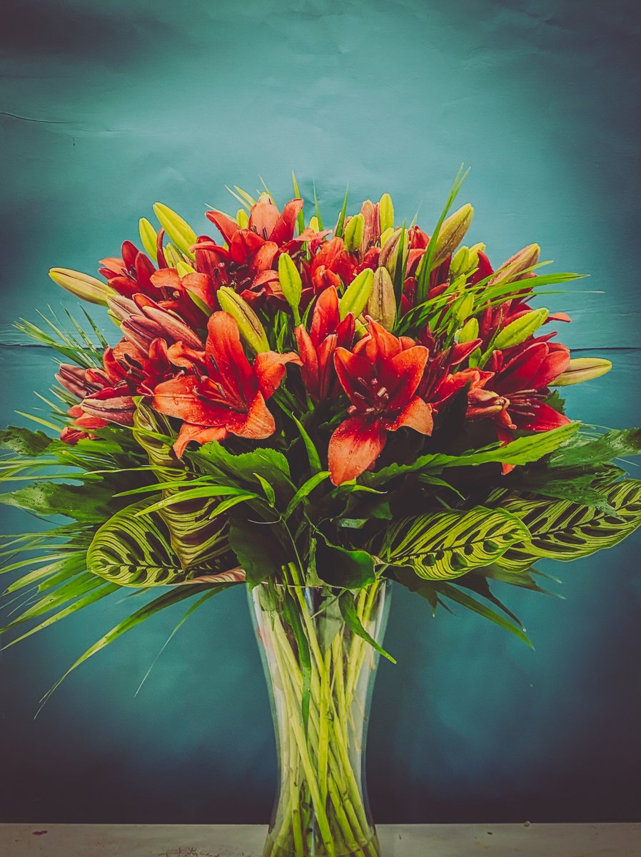 LassanaCom's tweet photo. Beautiful blooming Asiatic Hard-rock lilies available at all Lassana Flora showrooms ❤️

#freshflowers #lassanaflora #lassana.com #lassanaflowers #lassanafarms #fragrantlilies #bloominglilies #lassanalilies #liliesincolombo https://t.co/xY9ri24TdJ