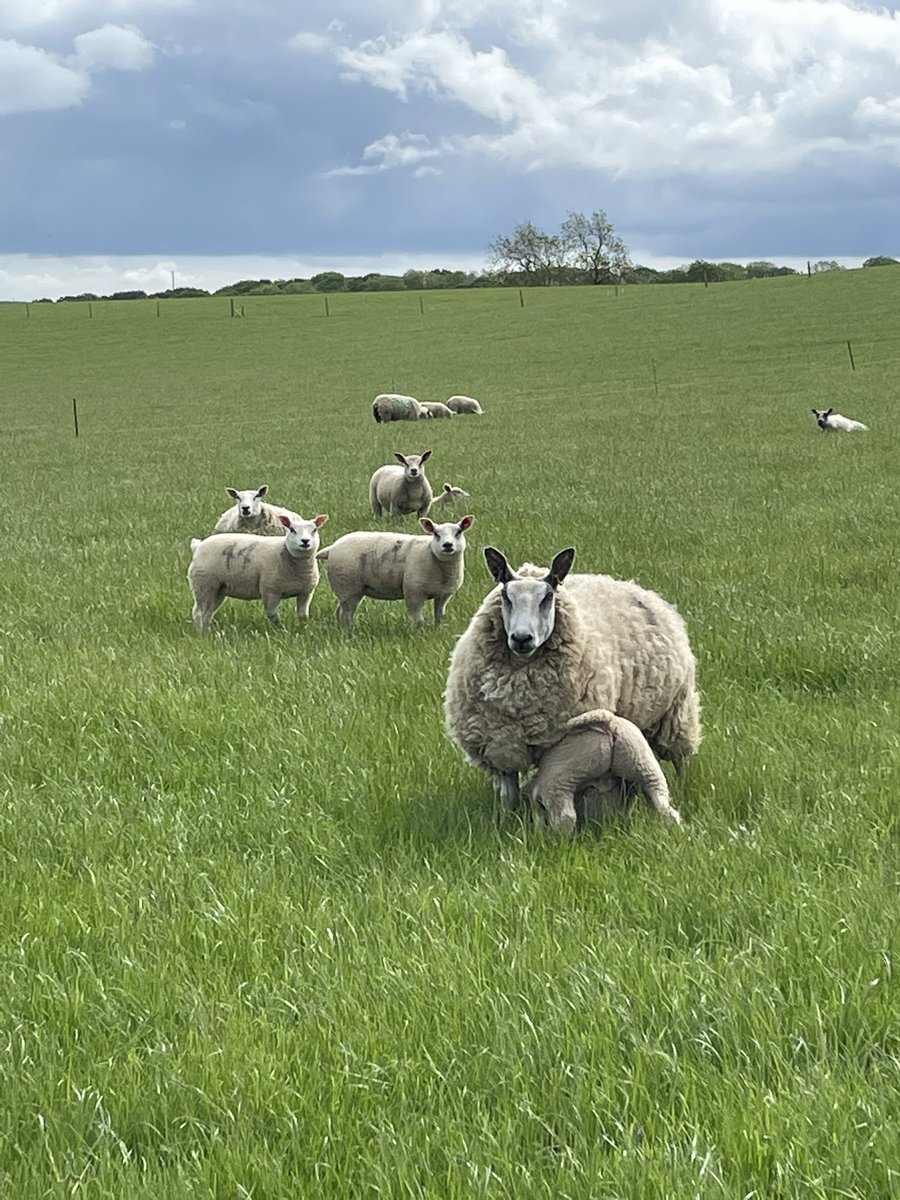 wise_chapman's tweet photo. 1300 sheep on 8 acres! Operation rotate paddock grazing/save fert and diesel is going well (if you ignore my swear box from mending electric fences!) lots of clover and approx £1500 of fert/diesel saved so far (should have started sooner) winging it tbh but learning as we go https://t.co/2VbEsSsGha