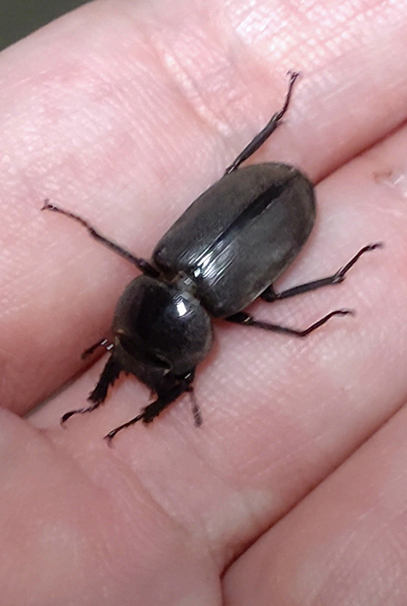 外の廊下に落ちてたすごくちっちゃいクワガタ。何クワガタなんだろう?とりあえず近所のクヌギとかが生えてる所に置いて来ました。 