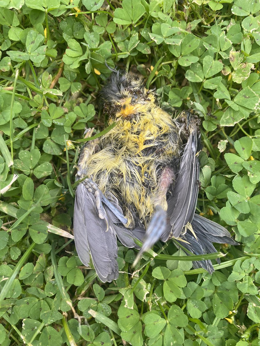 Michael Roast tweet media