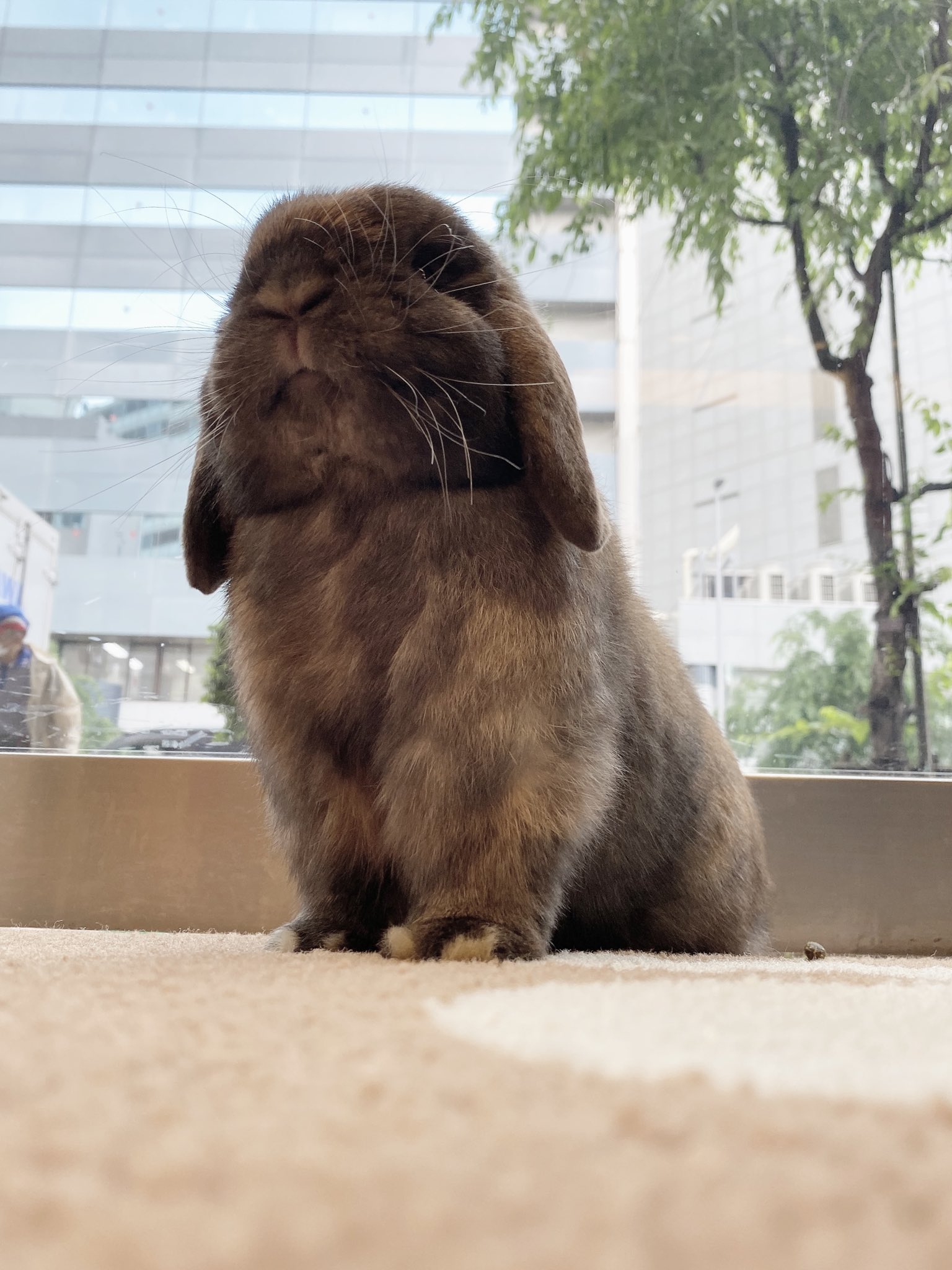 うさぎのしっぽ恵比寿店 でで ん かっこいい ポージング うさぎ ホーランドロップ トータス 男の子 うさぎのしっぽ うさぎのしっぽ恵比寿店 うさぎのいる暮らし うさぎのいる生活 Rabbit T Co F42vfrrbn8 Twitter