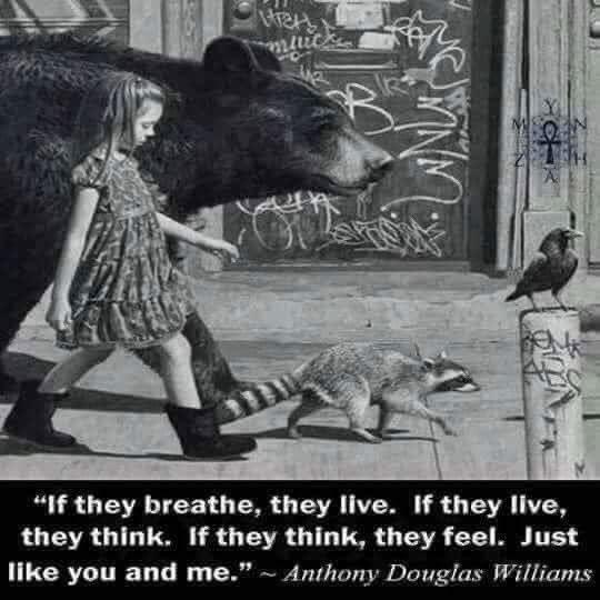Too true 🌎 🐾 👣 
#animallove #AnimalMonday #AnimalWelfare #AnimalKingdom