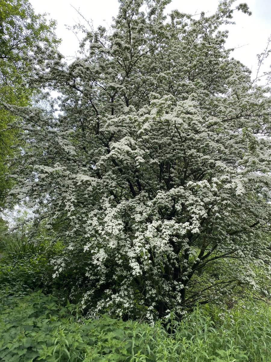 Hi mark the Lancashire hawthorn equally as lovely as the Yorkshire on my run this morning.