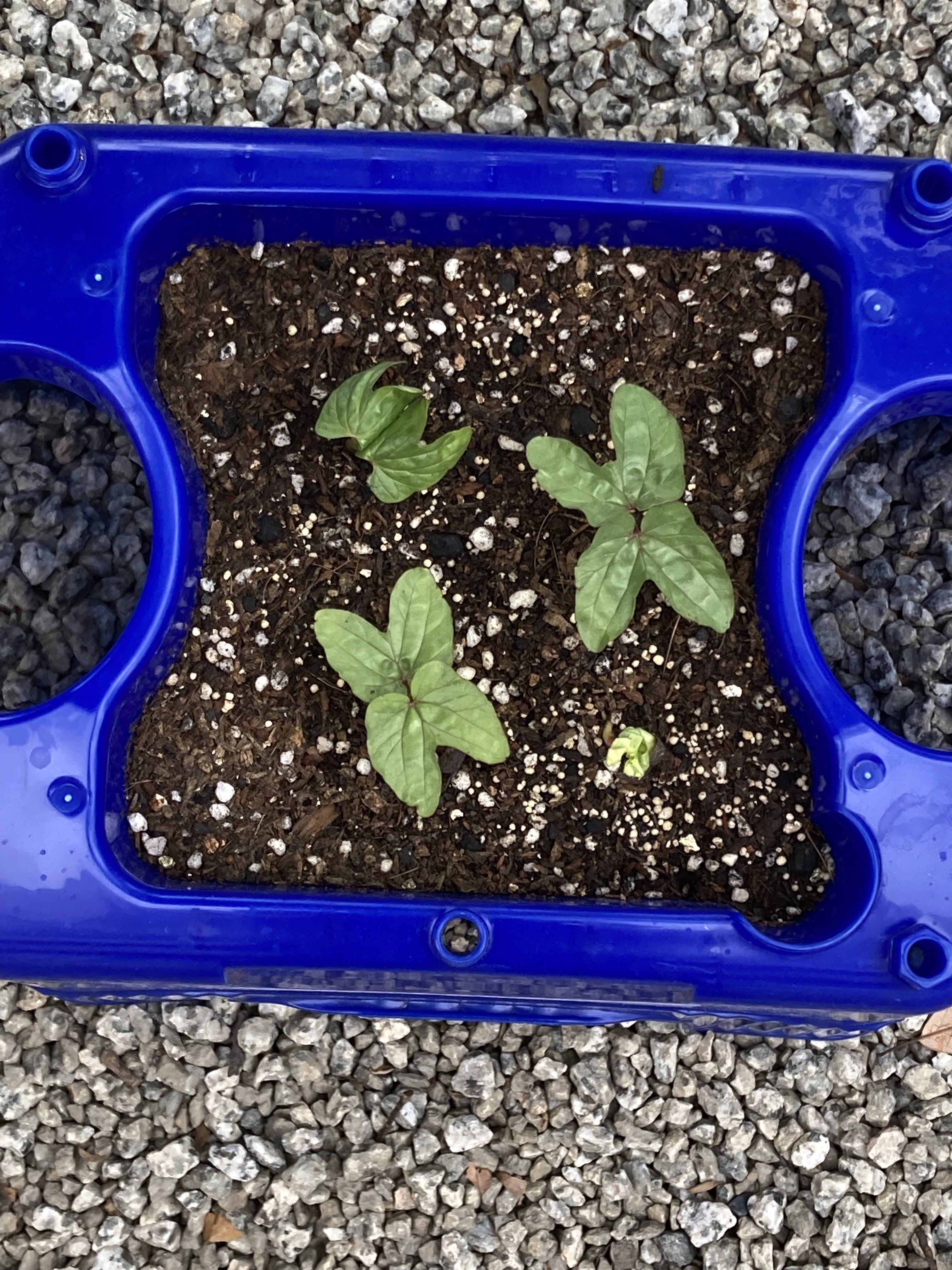 鹿ノ台小学校 1年生がまいたアサガオの種が芽を出しました 1年生の子どもたちは ペットボトルを使って 毎朝水やりを続けています T Co Jpwsnracpk Twitter