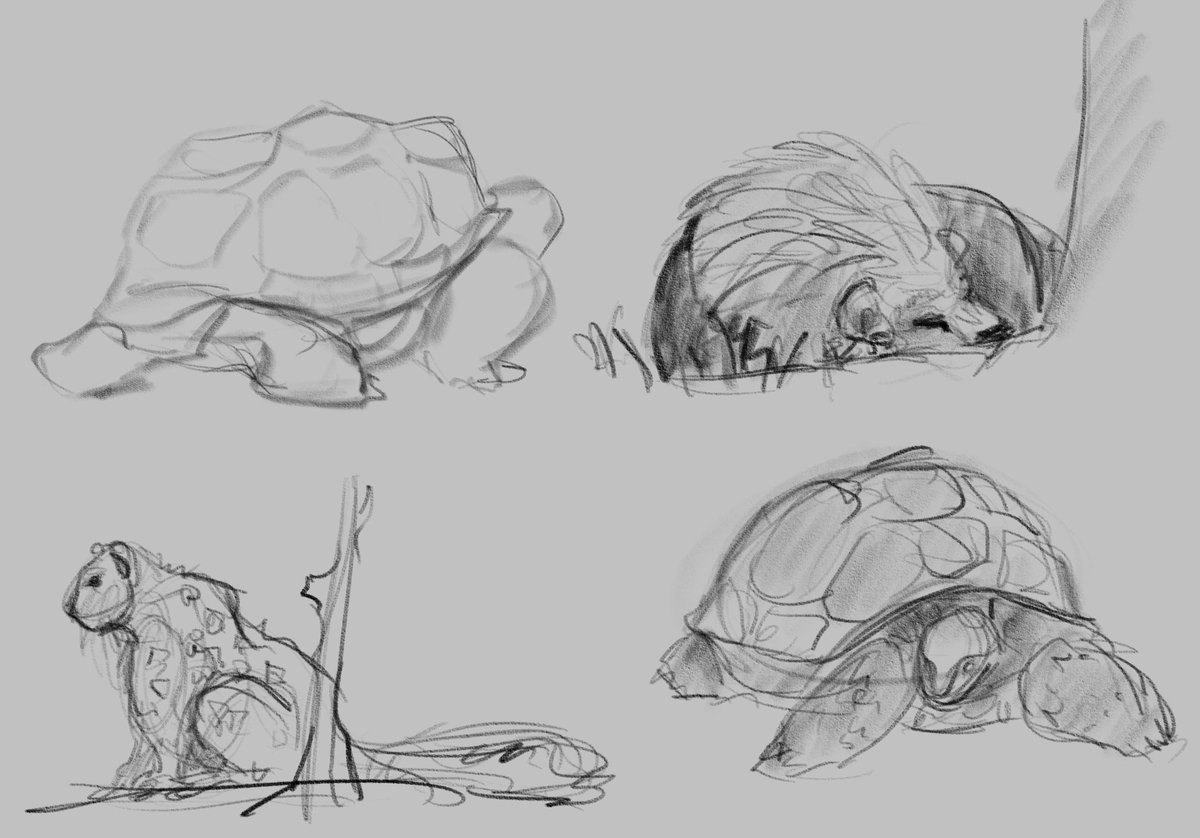 __lemoned__'s tweet photo. Some zoo sketching from last week. I always forget how great (and super challenging at times) it is to draw from life. https://t.co/eq1K5kWPMC