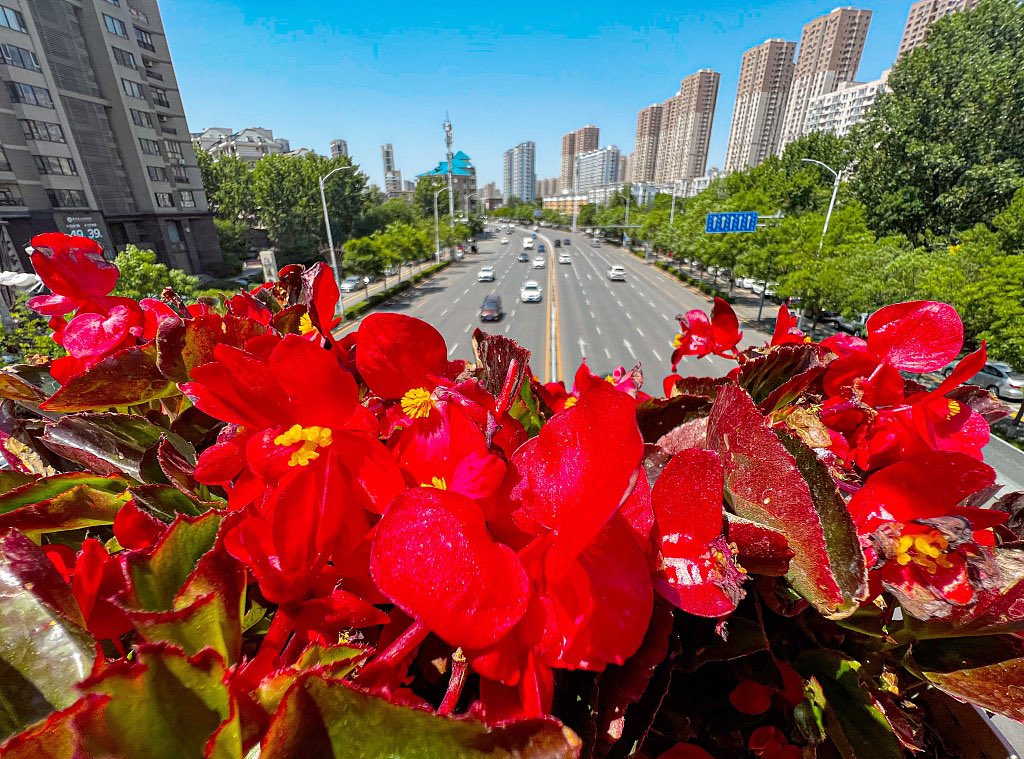 EDNewsChina's tweet photo. #Flowers are placed on viaducts, #expressways, #overpasses and river-crossing #bridges in Shenyang City, #China's Liaoning Province. Flowers on both sides of the bridge are in full bloom under the clear sky, decorating all kinds of bridge bodies in colors. https://t.co/YOInRZ7ZpR
