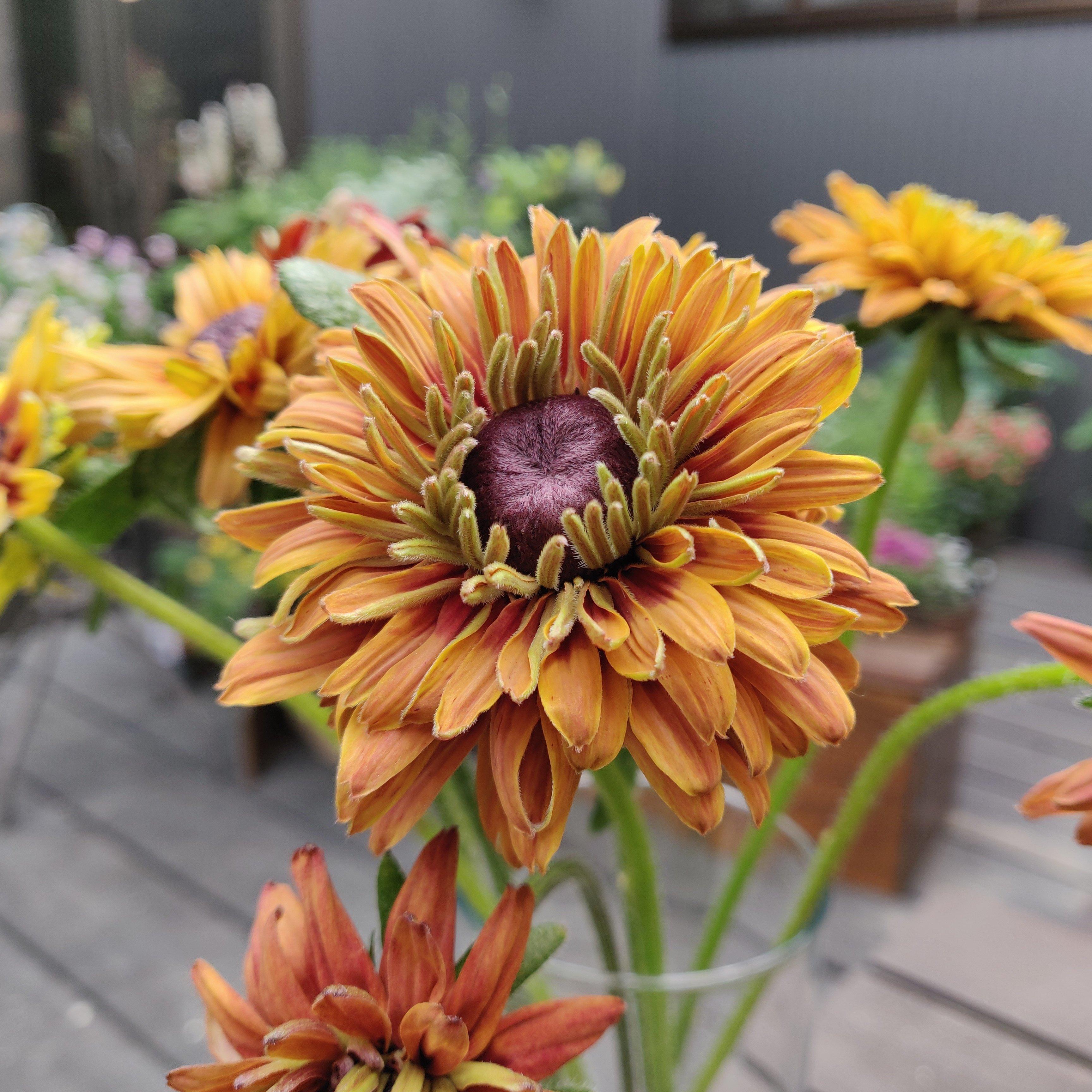 Forest De Florist Flowers Naturephotography Rudbeckia ルドベキア Tlを花でいっぱいにしよう キリトリセカイ 花好きな人と繋がりたい 福岡県 宗像市 福津市 古賀市 フラワースクール 花屋 T Co Ohd3ilvjut Twitter