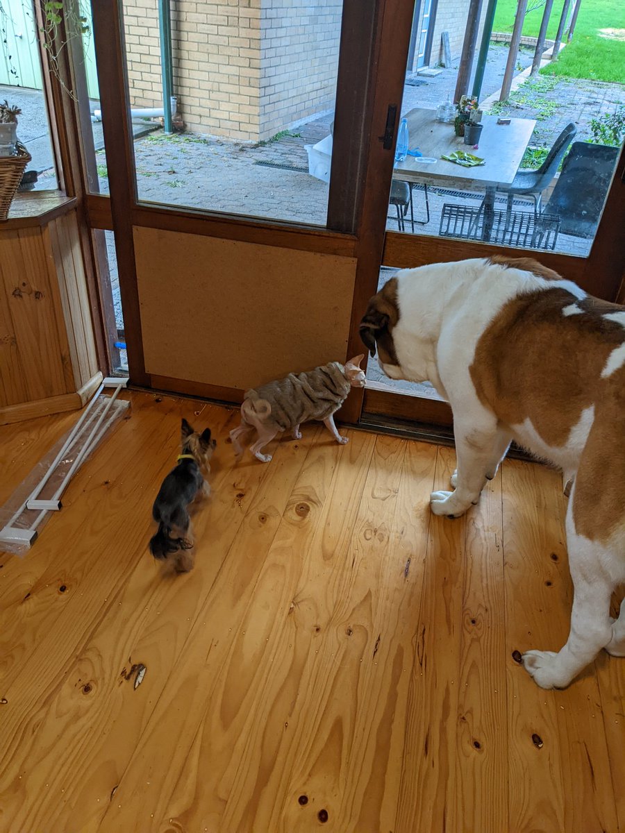 coldskaghetti's tweet photo. @_rufhaus My St Bernard and Yorkie investigating my Sphynx and his new jumper https://t.co/apQ4lH6gDg