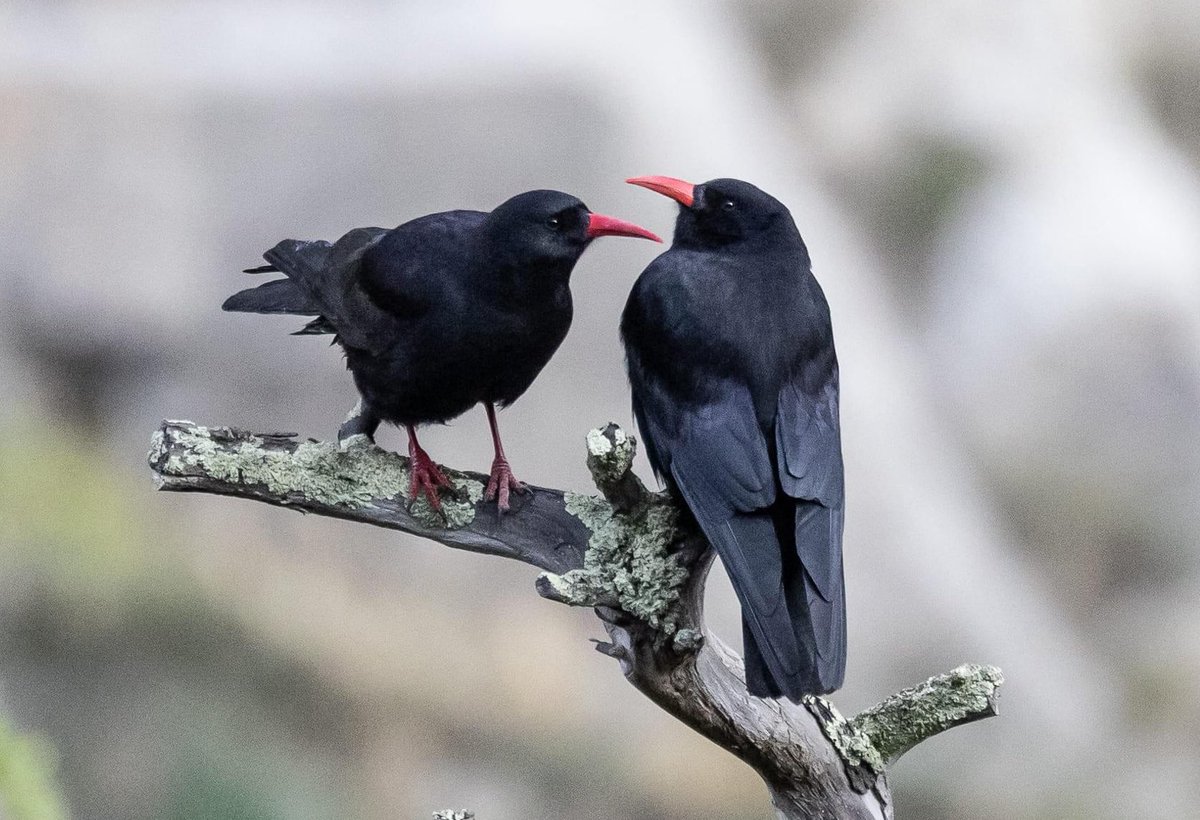 KB1997_'s tweet photo. Cozy moments..❤️❤️
Red-billed Chough
#Nelang Valley, #Uttarakhand
May 2022 (Vaibhav Gupta)
Pronounced 'chuff'. Found in Europe, Asia & N Africa. In India, in along the #Himalayan range above c2500m.
#birds #birdwatching #birding #NaturePhotography #BirdsSeenIn2022 #IndianBirds https://t.co/blvB1ZdRoW