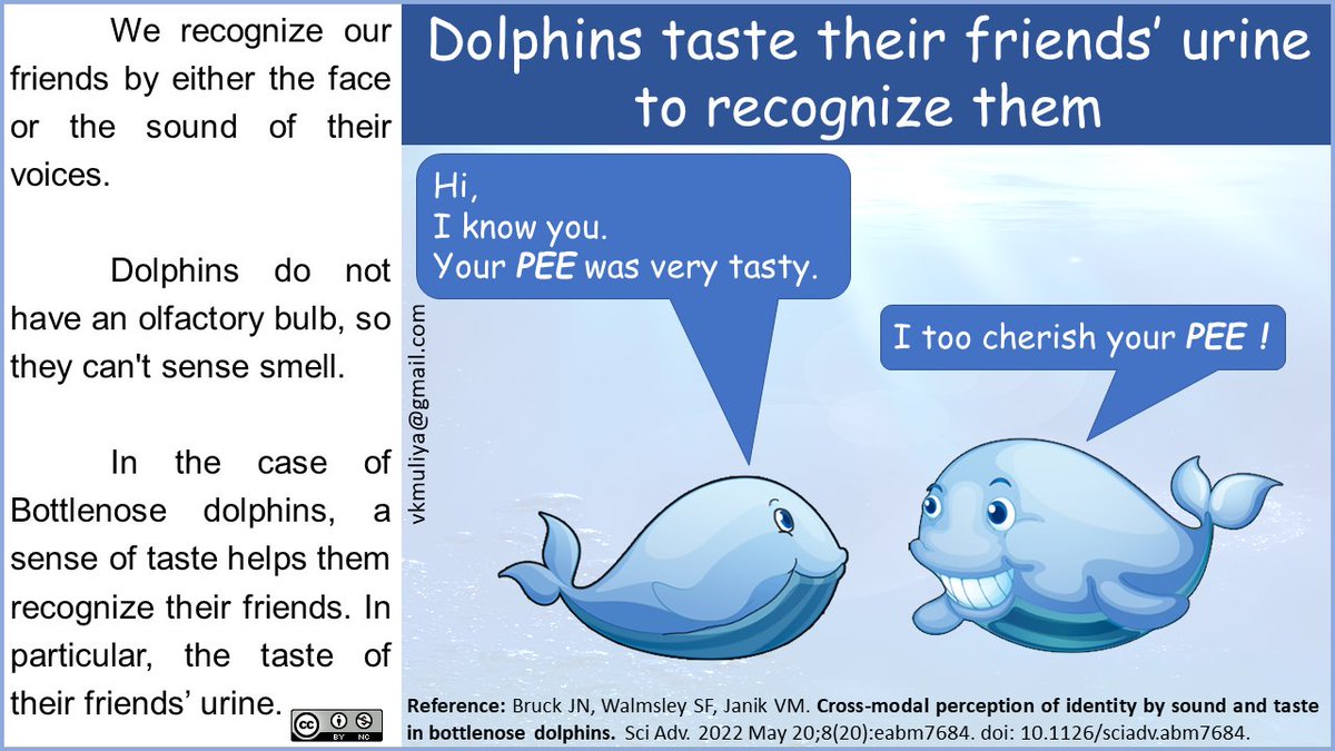 vkmuliya's tweet photo. Very interesting research published by @JasonBruck &amp; their team from @okstate about "Dolphins taste their friends’ urine to recognise them" in @ScienceAdvances. 
#Scicomm #Scicomms #Scicom #Sciart #Scientoon #Creativecommons https://t.co/nnmvPkoP22