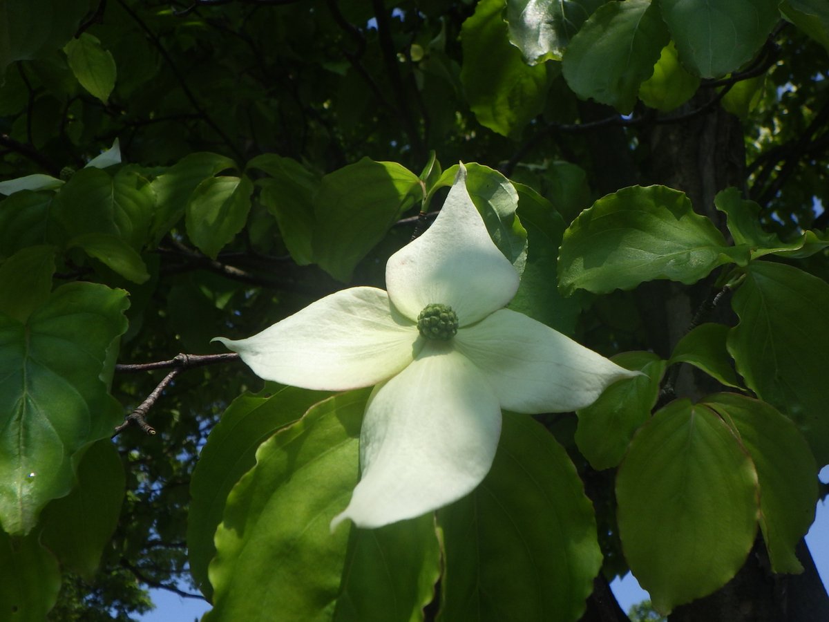 大潟水と森公園 公式 ヤマボウシの花が咲き始めました 公園のあちこちでヤマボウシの花 が咲き始めました ただし 花びらに見える白い部分は総苞片と呼ばれる葉が変化したものです 本当の花は中央にあり 複数の花が集まってボール状に咲きます 大潟水と森公園 公式 ヤマボウシの花が咲き始めました 公園のあちこちでヤマボウシの花 が咲き始めました ただし 花びらに見える白い部分は総苞片と呼ばれる葉が変化したものです 本当の花は中央にあり 複数の花が集まってボール状に咲きます
