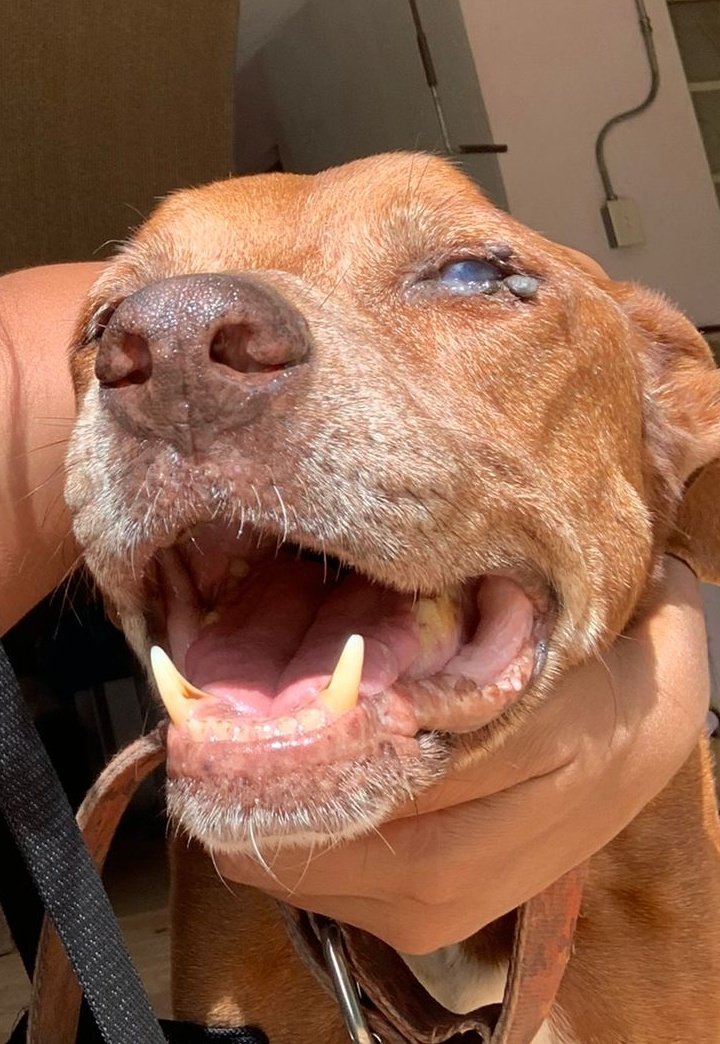 ricky_nauta's tweet photo. Goodbye to the best big boi dog a family could ever want..
Rest in Peace, MNSTR Joe.. you were the best, puppy ever.
July 2010 - May 2022
#effcancer #doggy #mypuppy
#monsterjoe https://t.co/ta9JPQo7Nx
