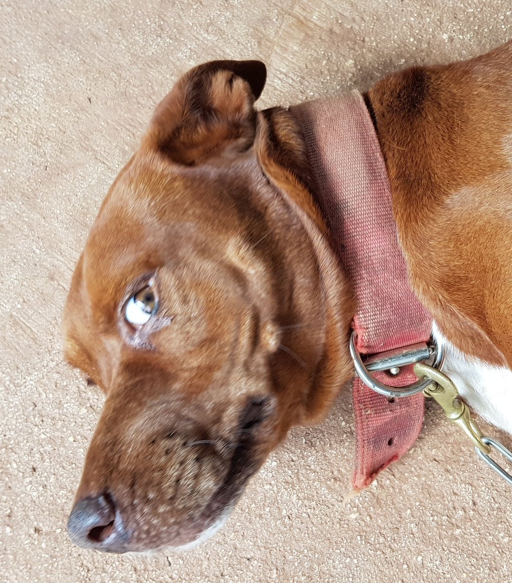 ricky_nauta's tweet photo. Goodbye to the best big boi dog a family could ever want..
Rest in Peace, MNSTR Joe.. you were the best, puppy ever.
July 2010 - May 2022
#effcancer #doggy #mypuppy
#monsterjoe https://t.co/ta9JPQo7Nx
