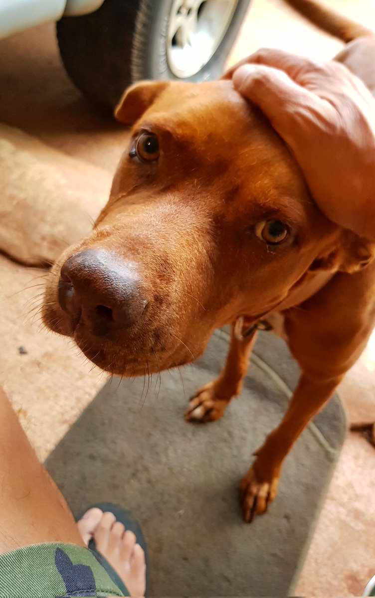 ricky_nauta's tweet photo. Goodbye to the best big boi dog a family could ever want..
Rest in Peace, MNSTR Joe.. you were the best, puppy ever.
July 2010 - May 2022
#effcancer #doggy #mypuppy
#monsterjoe https://t.co/ta9JPQo7Nx