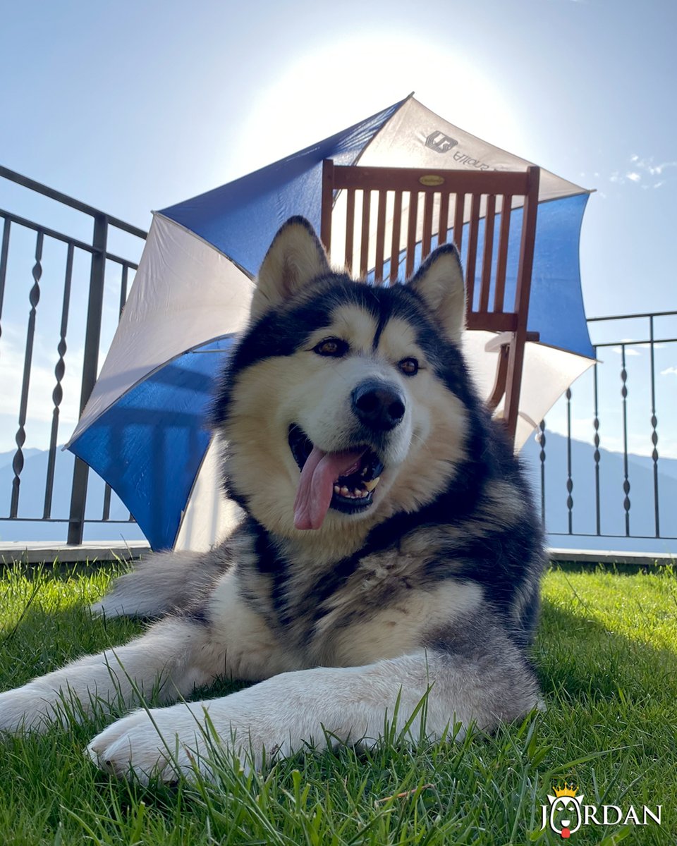 jordanmalamute's tweet photo. ¡¡ Unos toman el sol, otros la sombra !! ☀️⛱
😆 Ni tan mal 🐾🤍

🐾 https://t.co/lH4xWyeHo8

🏷 #jordanmalamute #andorra #alaskanmalamute #malamute #malamutedealaska #andorralovers https://t.co/wqy1yzVsuc