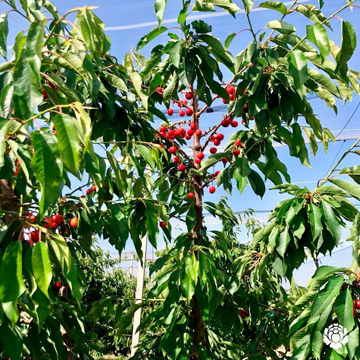 superverd_cat's tweet photo. 🍒Amb ganes que comenci la #temporadadecireres de la #FincaMontserrat?😍 Estat actual de les diferents varietats de #cireres. Algunes cireres ja han agafat una tonalitat més vermella #varietats més primerenques i algunes encara són verdes, són de varietats més tardanes #superverd https://t.co/O5Vwhawh2E