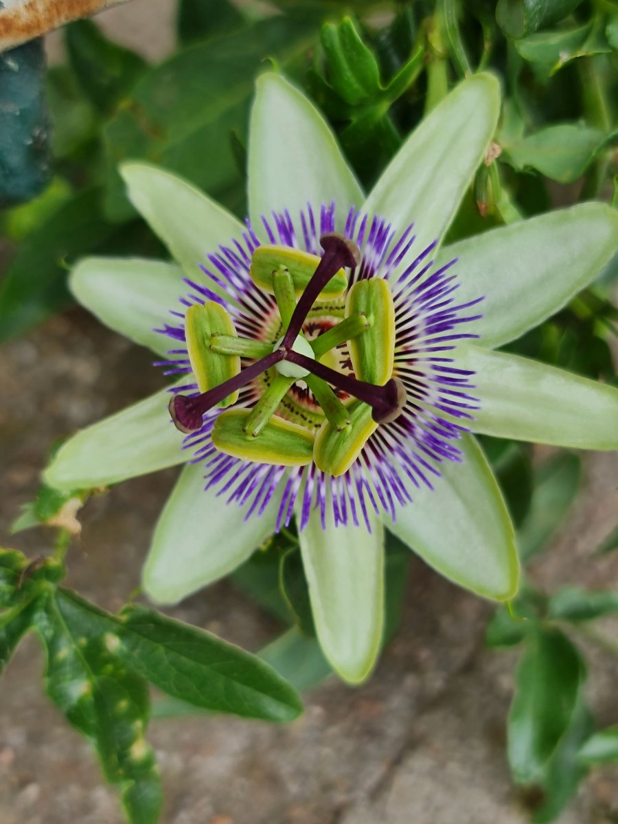 Love Paris. And this one was growing on the wall. No idea what is it but it's beautiful #wildflower #beekeeping