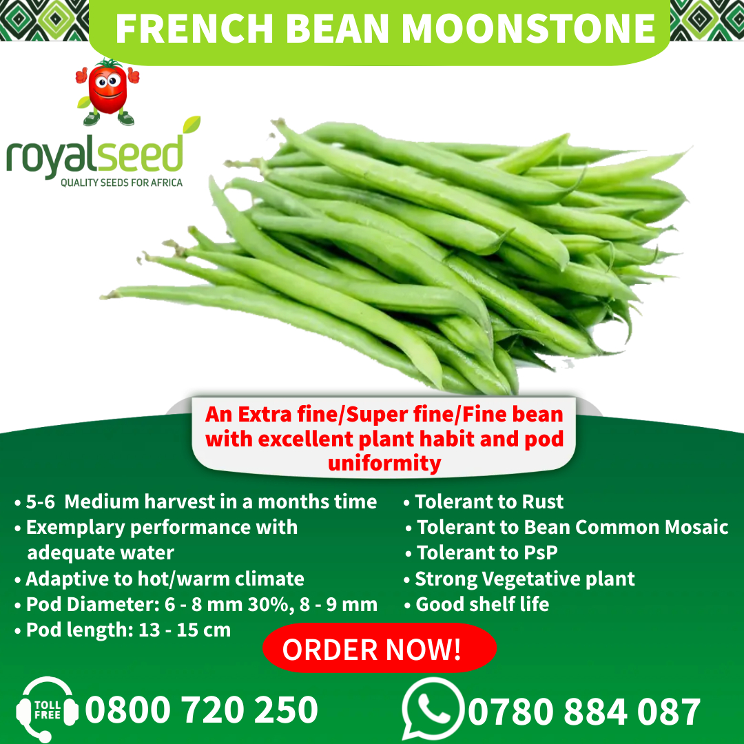 RoyalSeedKE's tweet photo. Did you know that French bean farming is the most profitable farming idea? 
This #MUNCHINGMAY get to experience our french bean, #MOONSTONE An extra-fine/ Superfine /fine bean 
👌Excellent plant habits &amp; Pod uniformity 
👌Well adapted to both hot/warm climatic conditions https://t.co/7E9kGGU5oG