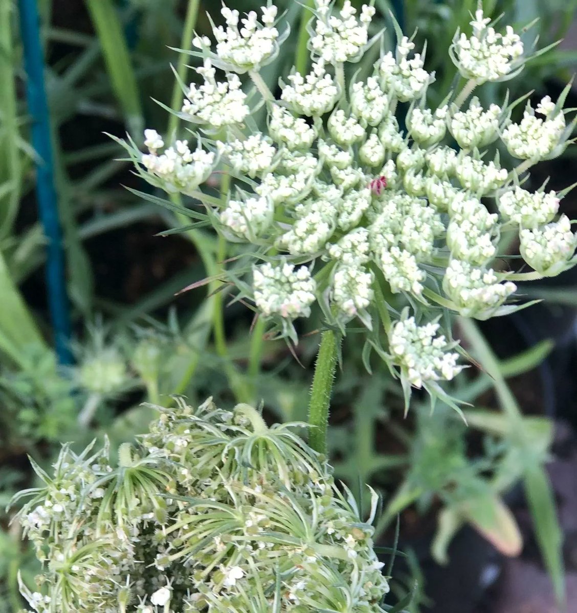 Another beautiful plant from #TheMetaGarden, Daucus Carota aka Queen Anne’s Lace or Wild Carot. That dark spot in the middle of the umbel (flower), is a bit of evolutionary genius - it’s a fake fly that encourages other pollinators to arrive. 
@joeperkinsdesign
<a href="/The_RHS/">The RHS</a>