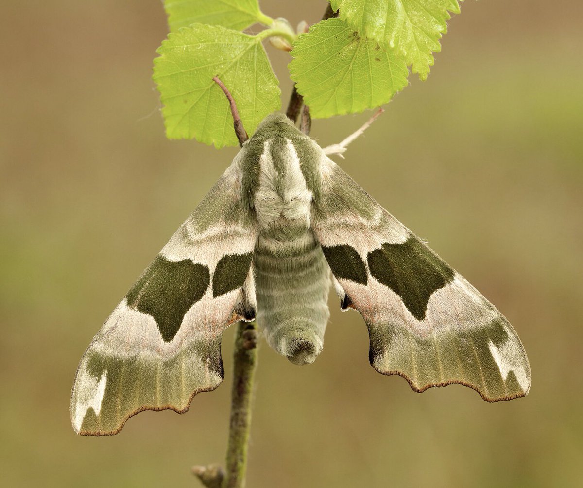 Moth Night 2022 tweet media